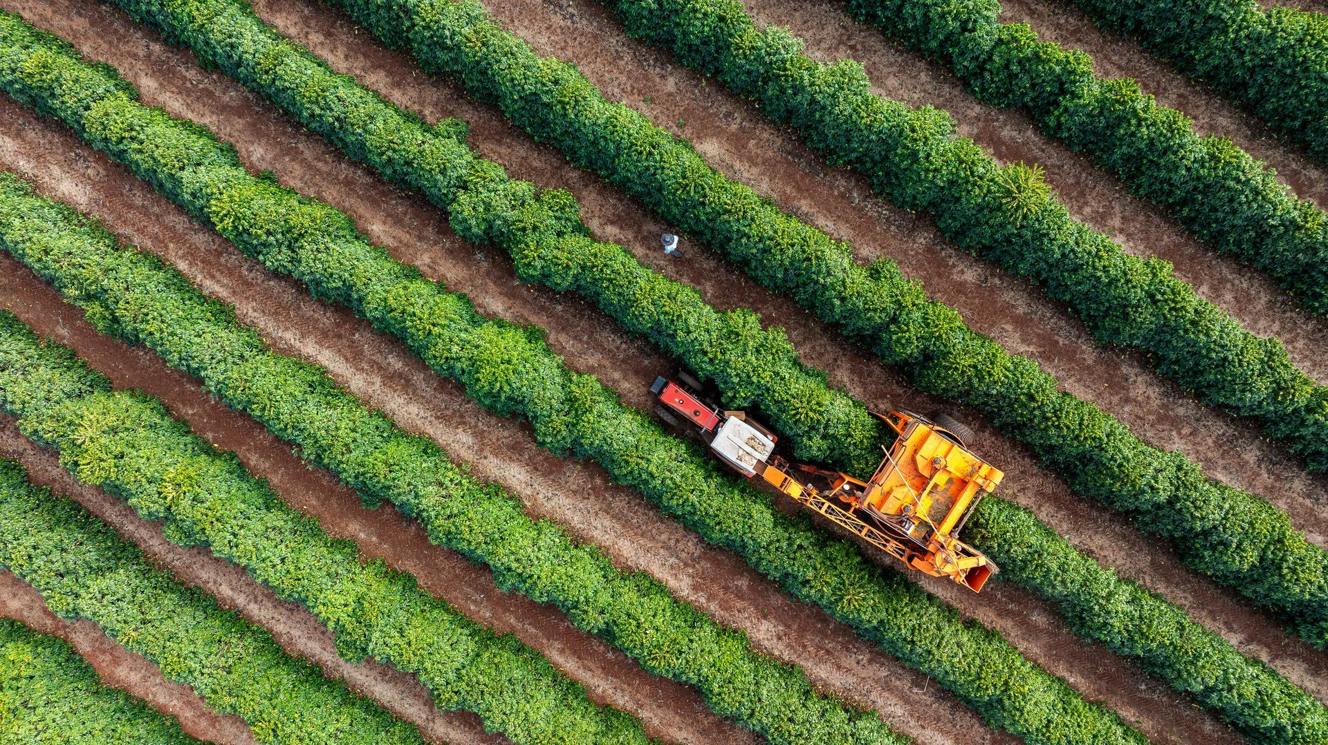 Tractor and harvester in coffee plantation - drone view